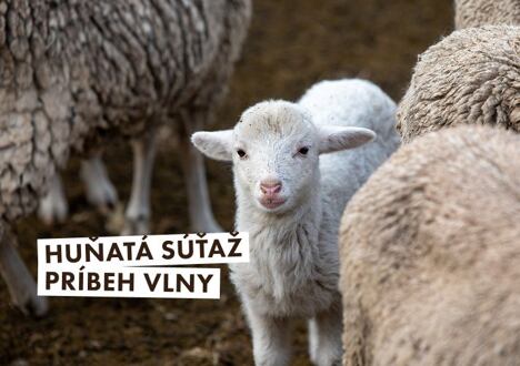 Huňatá súťaž: Príbeh vlny