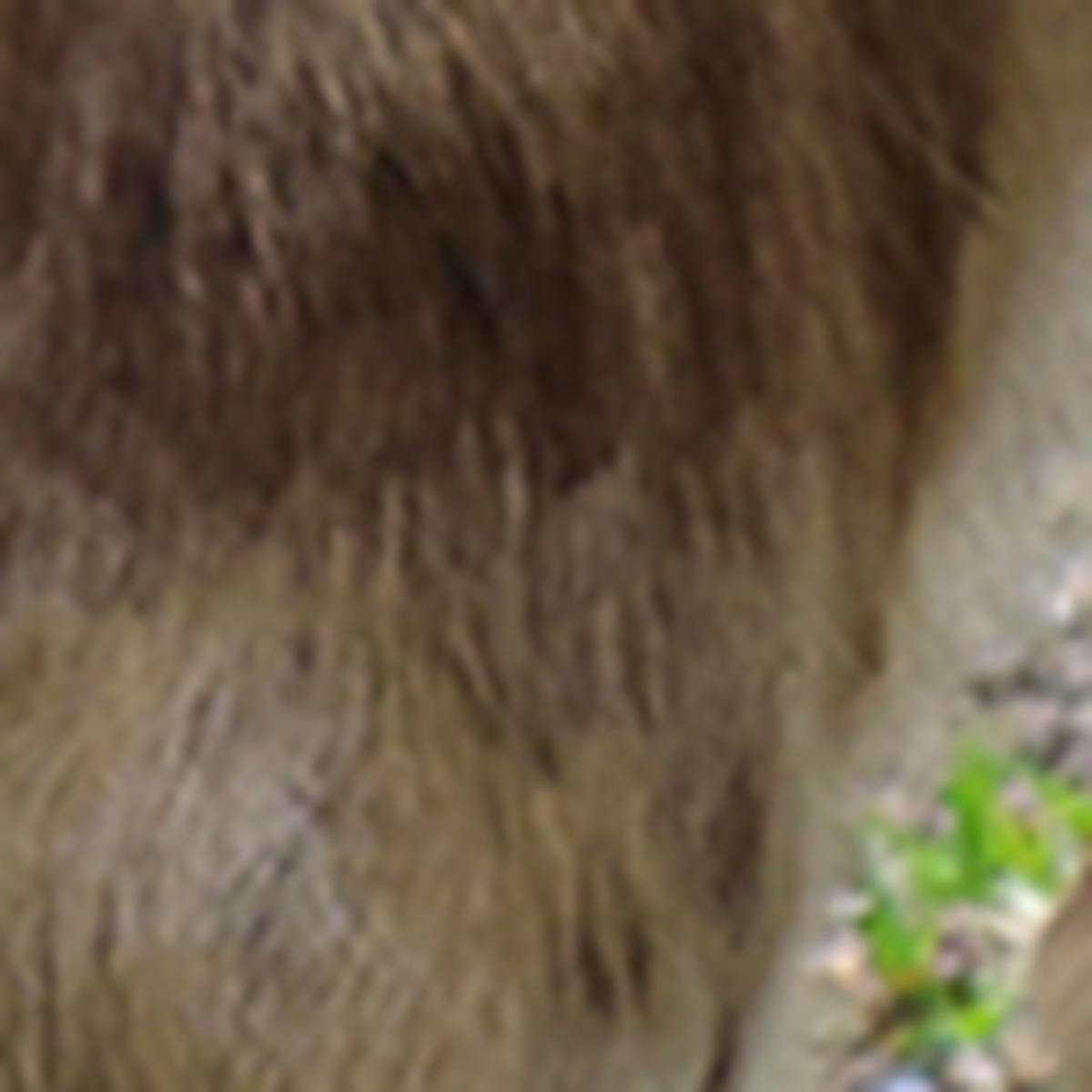 Online súťaž o rodinnú vstupenku (2+2) do ZOO Bratislav